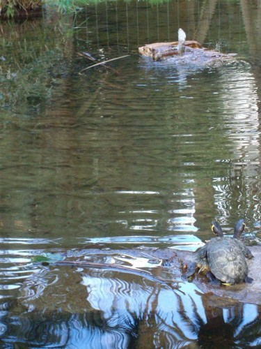 Genova - Le tartarughe osservano lo spegnersi della fontana