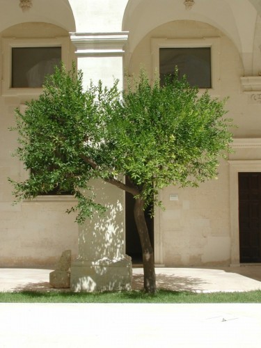 Lecce - l'albero