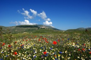 Fioritura 2009 Castelluccio di Norcia