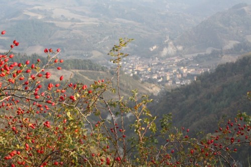 Modigliana - Veduta di Modigliana Modigliana - Veduta di Modigliana