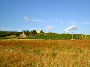 Santomato, campagna di Pistoia