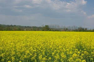 La stagione dei crescioni