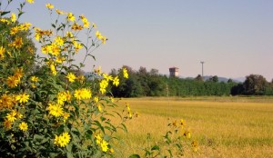 Fiori nella risaia