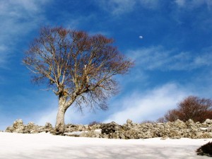 Albero , cielo e neve