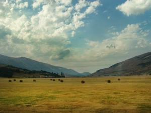 Campo di grano