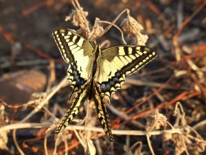 Sinuosismi di due farfalle