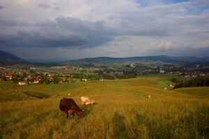 Asiago