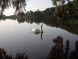 Il Cigno
