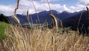 Val Pusteria vista da un campo di grano