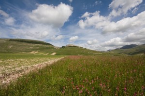 Fioritura a Castelluccio