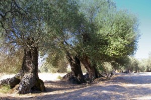 Gli ulivi secolari di turri