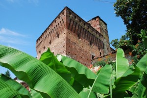 ma guarda cosa cresce nel verde, la Rocca dei Caccia