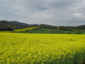 giallo a primavera