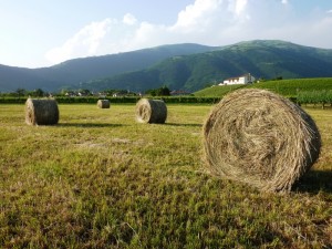 le ultime rimaste a valdobbiadene