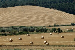 Campagna della Basilicata a Metaponto