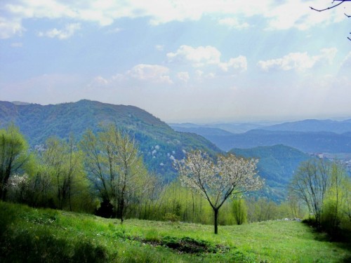 Follina - Ciliegi in fiore