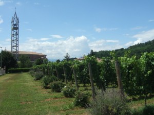 caonada tra il verde