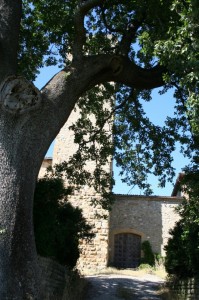 Quercia ultrasecolare all’ingresso del Castello di Contignaco.