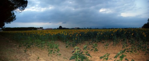 Crespina - Panorama agreste