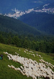 L’ abitato di Enego e il gregge