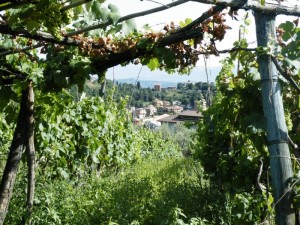 Le vigne ti guardano