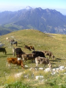 Mucche al pascolo