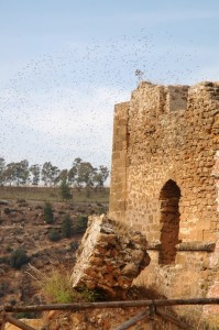 Ribera - Castello di poggiodiana(particolare)