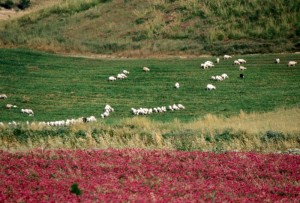 I colori della campagna di Barumini