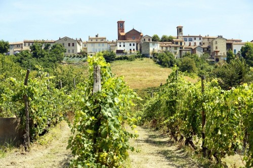 Olivola - Olivola tra le vigne Olivola - Olivola tra le vigne