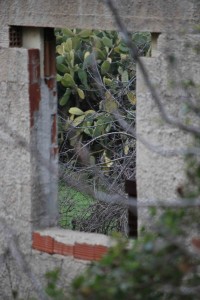 Scorcio di finestra tra gli alberi