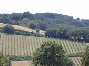 Campagna marchigiana aPortonovo