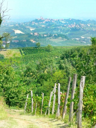 Mongardino - Il comune di Mongardino sovrasta le colline ed i vigneti Mongardino - Il comune di Mongardino sovrasta le colline ed i vigneti