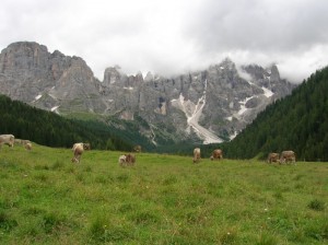 pascolo in Val Venegia