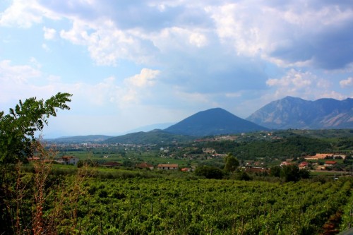 Solopaca - ...le vigne di Solopaca e Aglianico