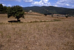 Maremma