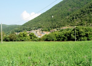 Le diverse sfumature del verde