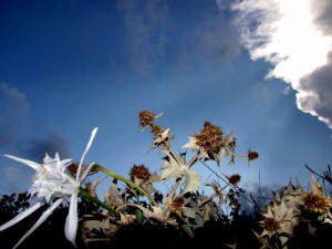 petali bianchi in spiaggia