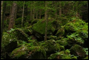 Verde tra le montagna