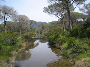 alberese strada degli ulivi