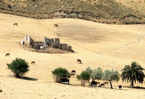 Enna - Scena Campestre Estiva Enna - Scena Campestre Estiva