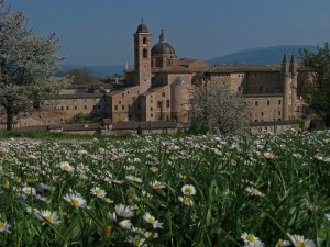 Urbino, la primavera è sbocciata ai piedi del Palazzo Ducale