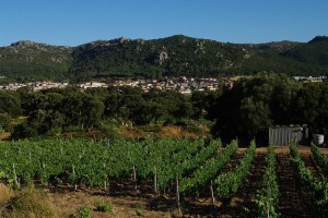 Il paese del ” VERMENTINO “