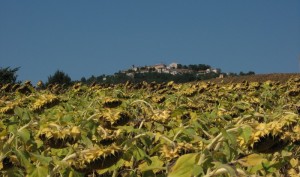 Montesicuro: colline di girasoli