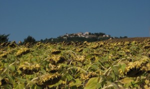 Tutt’intorno a Montesicuro solo colline di girasoli