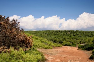 La pineta di porto selvaggio