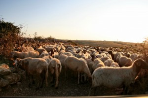 le pecore