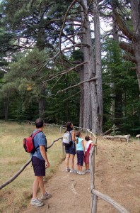 “I giganti della Sila” Riserva Naturale Guidata Biogenetica