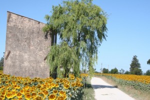 via dei girasoli