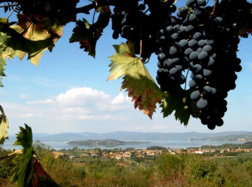 Panicale - E' tempo di vendemmia sulle rive del Lago Trasimeno Panicale - E' tempo di vendemmia sulle rive del Lago Trasimeno