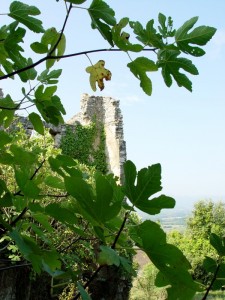 Rinsecchito come questa foglia : castello di San Felice (frazione di Pietravairano)